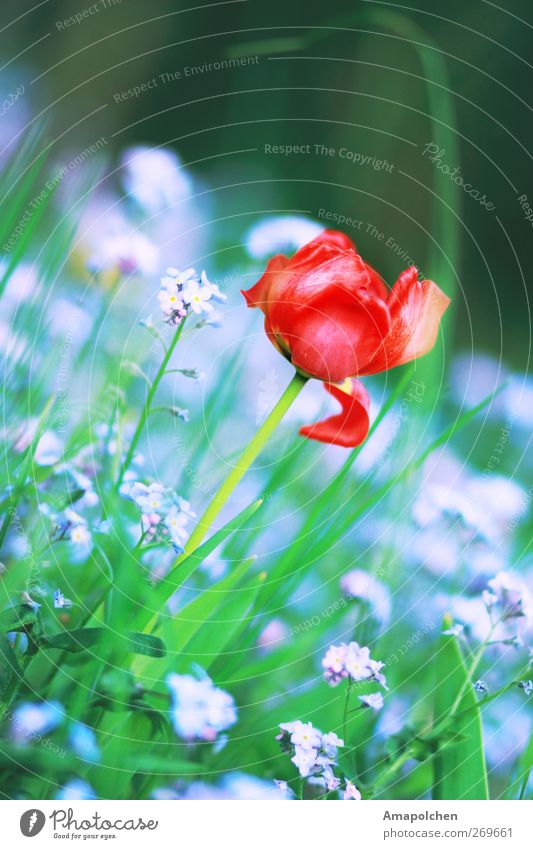 ::12-6:: Umwelt Natur Landschaft Pflanze Blume Gras Tulpe Blatt Blüte Garten Park Freude Glück Fröhlichkeit Lebensfreude Frühlingsgefühle Sommer rot violett
