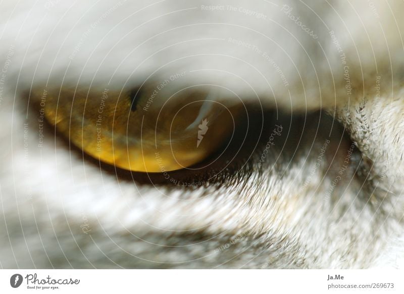 "I eye ya!" Tier Katze Tiergesicht Katzenauge 1 gelb grau Farbfoto Außenaufnahme Detailaufnahme Makroaufnahme Tag Schwache Tiefenschärfe