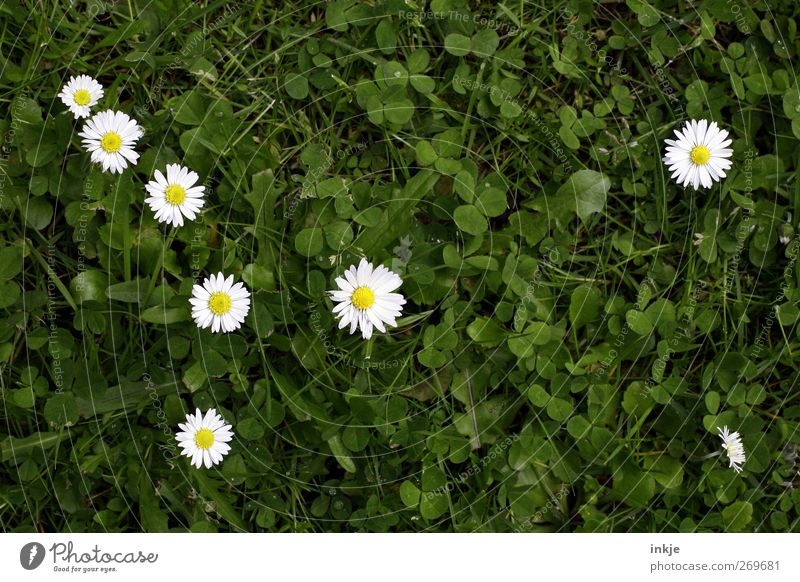 Die 7 1/2 Zwerge Natur Pflanze Tier Sommer Gras Blüte Gänseblümchen Klee Wiese Blühend Wachstum natürlich niedlich saftig schön grün weiß Idylle Netzwerk