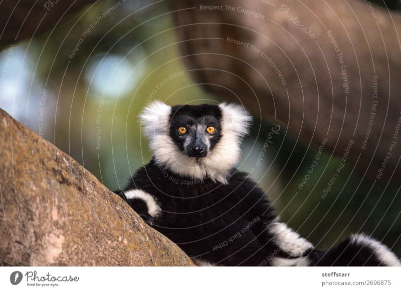 Schwarz-Weiß geraffter Lemur Varecia bunt gemischt Tier Baum Wildtier Tiergesicht 1 Blick gelb schwarz weiß Maki Vari schwarz-weiß geraffter Lemur