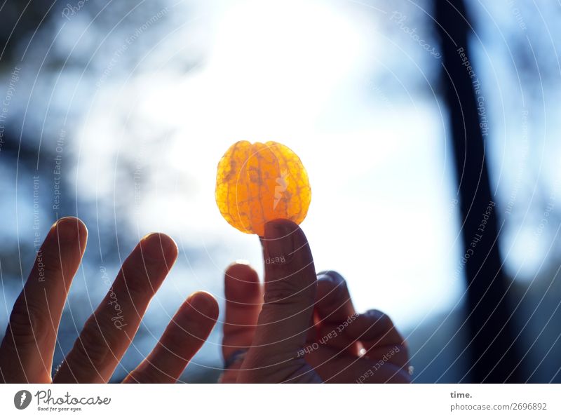 Wegzehrung | herausragend Lebensmittel Frucht Mandarine Ernährung Picknick Vegetarische Ernährung Fingerfood Hand Schönes Wetter Baum Wald blau orange Bewegung