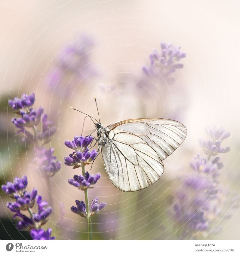 Sommer-Leichtigkeit Natur Blume Blüte Lavendel Heilpflanzen Blütenstauden Garten Blumenbeet Schmetterling Flügel Baumweißling Insekt atmen Duft Unendlichkeit