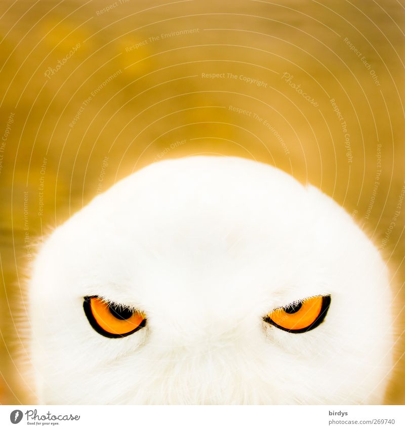 Portrait eines Schneeeulengesichts mit leuchtend orangenen Augen, Blick in die Kamera Eulenaugen Eulenvögel leuchtende Augen Schnee-Eule Tier Tierporträt