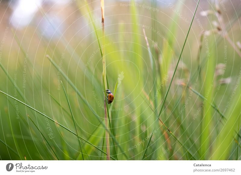 Steil hinauf klettert der Marienkäfer den Grashalm Natur Pflanze Tier Sommer Blatt Halm Garten Wiese Käfer Insekt 1 krabbeln schön klein braun grün rot schwarz