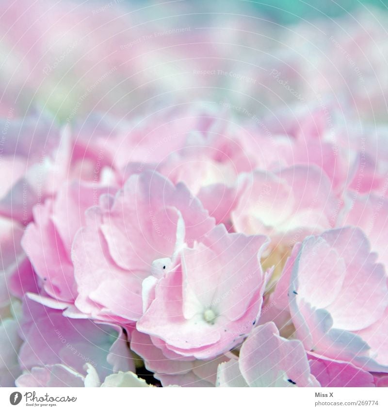Hortensie Pflanze Frühling Blume Blüte Blühend Duft hell rosa Hortensienblüte Farbfoto mehrfarbig Nahaufnahme Makroaufnahme Muster Menschenleer