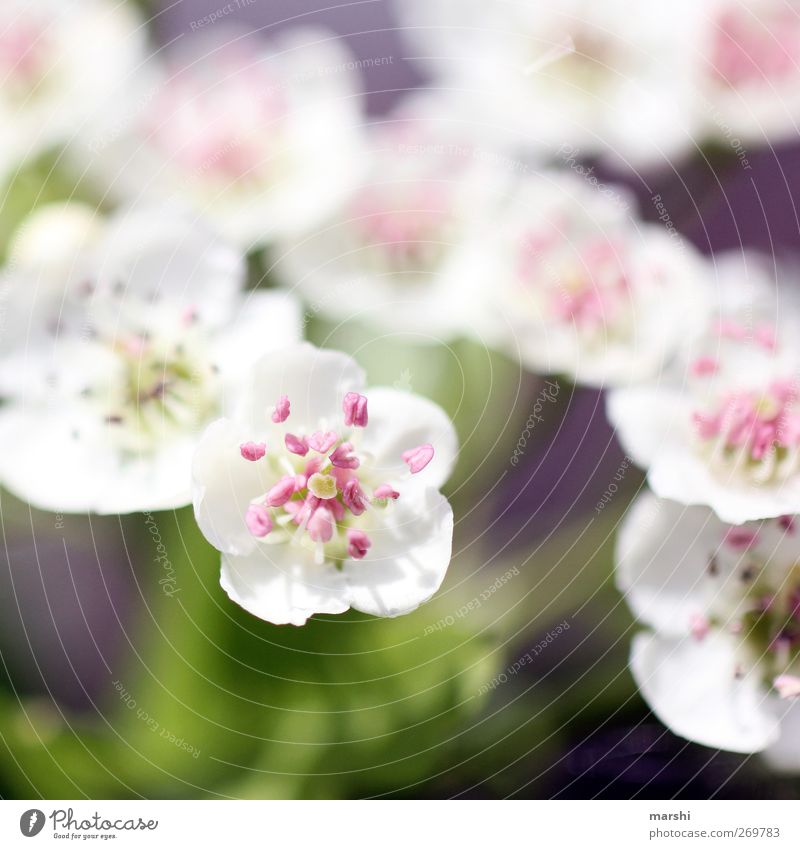 weiß und duftend Pflanze Frühling Sommer Blume Garten Park rosa Blühend Duft Sträucher Farbfoto Außenaufnahme Nahaufnahme Detailaufnahme Makroaufnahme Tag