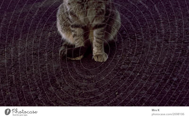Pfötchen Tier Wildtier Katze Pfote Fell 1 Blick Farbfoto Außenaufnahme Menschenleer Textfreiraum unten Schwache Tiefenschärfe