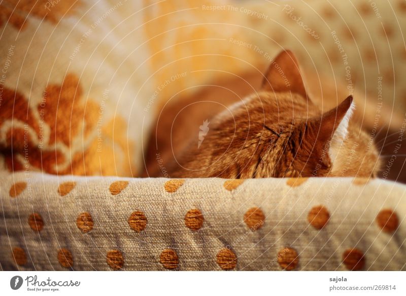 ton in ton Häusliches Leben Sessel Stuhl Tier Haustier Katze 1 liegen orange Gelassenheit ruhig Kissen Hauskatze harmonisch Pause bequem Tarnung Ton-in-Ton Ohr