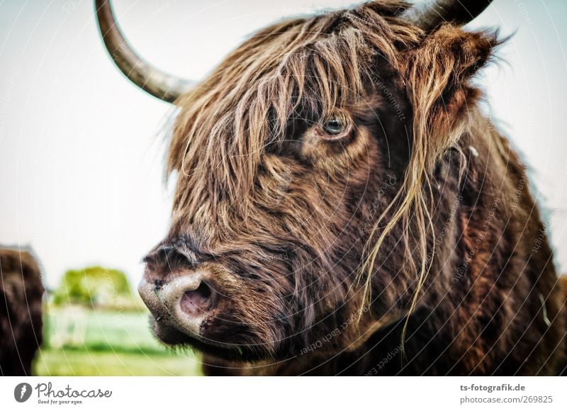 Mach Hugo nicht an! Umwelt Natur Tier Nutztier Kuh Fell Schottisches Hochlandrind Rind Horn Schnauze Blick Neugier skeptisch 1 natürlich braun Rinderhaltung
