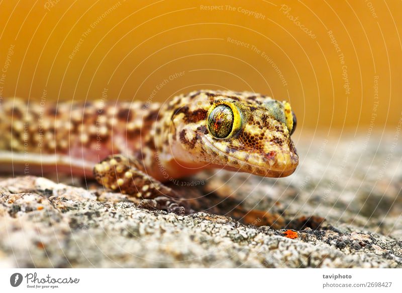 Hemidactylus turcicus oder mediterraner Hausgecko schön Haut Umwelt Natur Tier klein natürlich niedlich wild braun Gecko geko Türken gekko Lizard Reptil