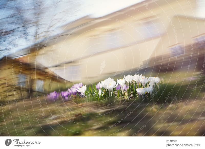 Krokussssss... Umwelt Natur Frühling Blume Blüte Dorf Haus Farbfoto Außenaufnahme Menschenleer Kontrast Sonnenlicht Bewegungsunschärfe