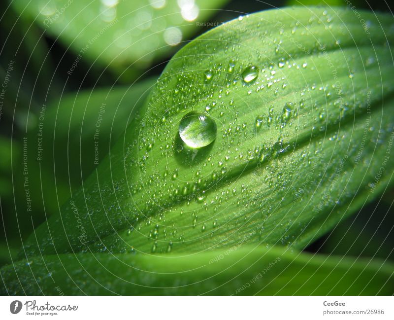 Perle Blatt grün Pflanze Blume nass feucht Licht Natur Nahaufnahme Makroaufnahme Wasser Wassertropfen Seil Regen Linie Strukturen & Formen Schatten