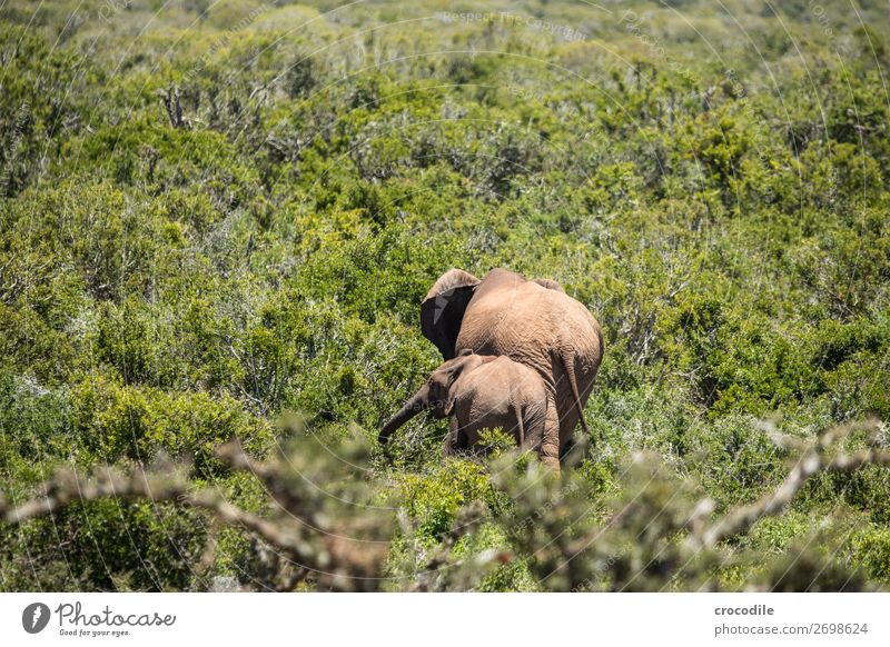 # 846 Elefant Koloss Herde Südafrika Nationalpark Schutz friedlich Natur Rüssel Säugetier bedrohlich aussterben Elfenbein Großwild Big 5 Sträucher Wasserstelle