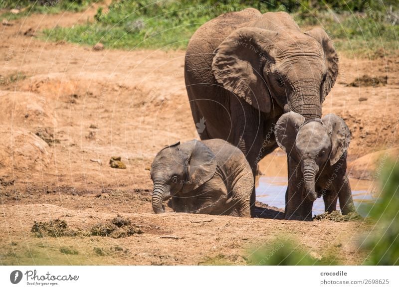 Elefanten im addo elephant national park Elefantenbaby Rüssel Porträt Herde Nationalpark Südafrika Stoßzähne Elfenbein ruhig majestätisch wertvoll Safari Natur