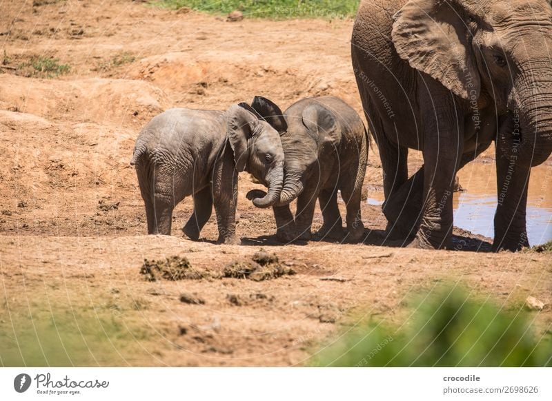 Elefanten im addo elephant national park Elefantenbaby Spielen vertraut Rüssel Porträt Herde Nationalpark Südafrika ruhig majestätisch wertvoll Safari Natur