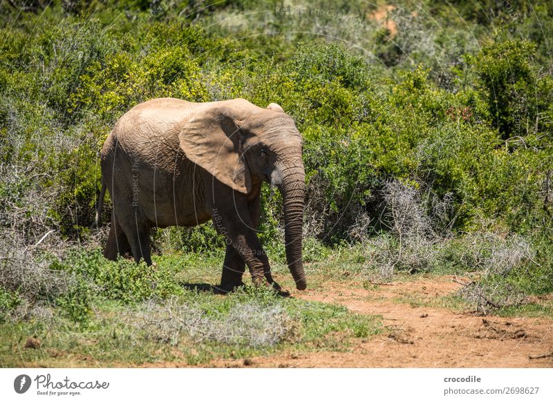 Elefant im addo elephant national park Rüssel Porträt Nationalpark Südafrika Stoßzähne Elfenbein ruhig majestätisch wertvoll Safari Natur Außenaufnahme