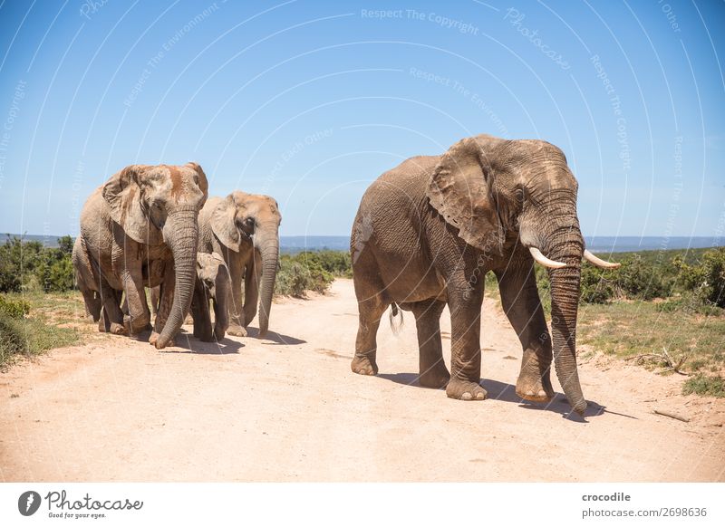 Elefant im addo elephant national park Rüssel Porträt Herde Nationalpark Südafrika Stoßzähne Elfenbein ruhig majestätisch wertvoll Safari Natur Außenaufnahme