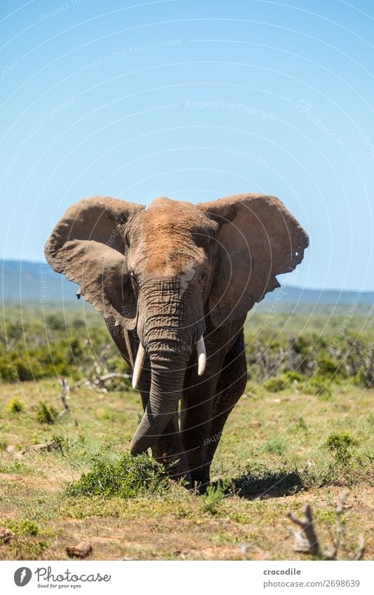 Elefant im addo elephant national park Rüssel Porträt Nationalpark Südafrika Stoßzähne Elfenbein Schlamm ruhig majestätisch wertvoll Safari Natur Außenaufnahme
