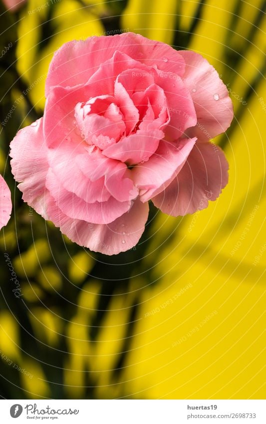 Blumenstrauß aus rosa Nelkenblüten elegant Stil Design Feste & Feiern Valentinstag Hochzeit Geburtstag Natur Pflanze grün Liebe Romantik Farbe vereinzelt