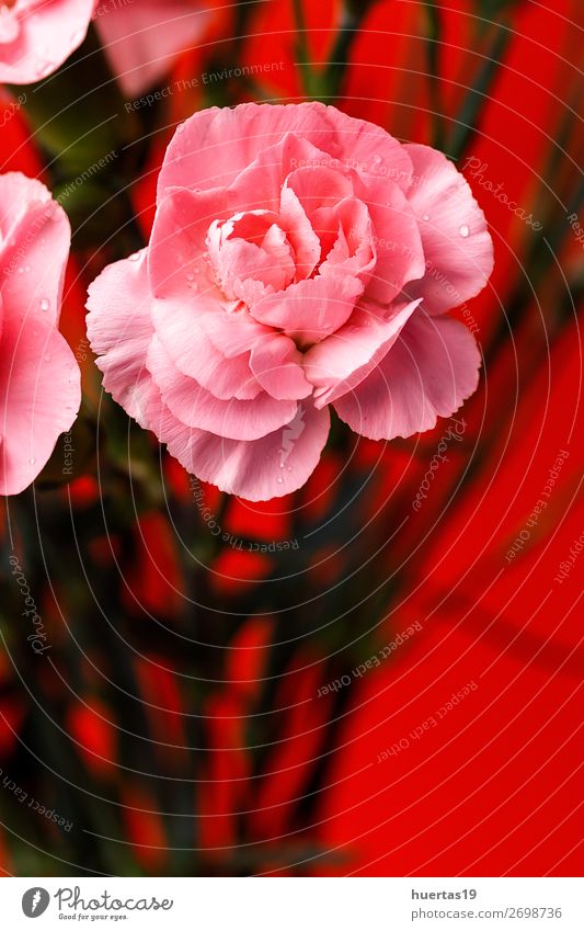 Blumenstrauß aus rosa Nelkenblüten elegant Stil Design Feste & Feiern Valentinstag Hochzeit Geburtstag Natur Pflanze grün Liebe Romantik Farbe vereinzelt