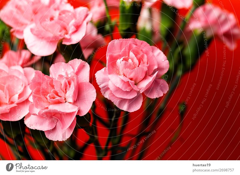 Blumenstrauß aus rosa Nelkenblüten elegant Stil Design Feste & Feiern Valentinstag Hochzeit Geburtstag Natur Pflanze natürlich grün Liebe Romantik Farbe