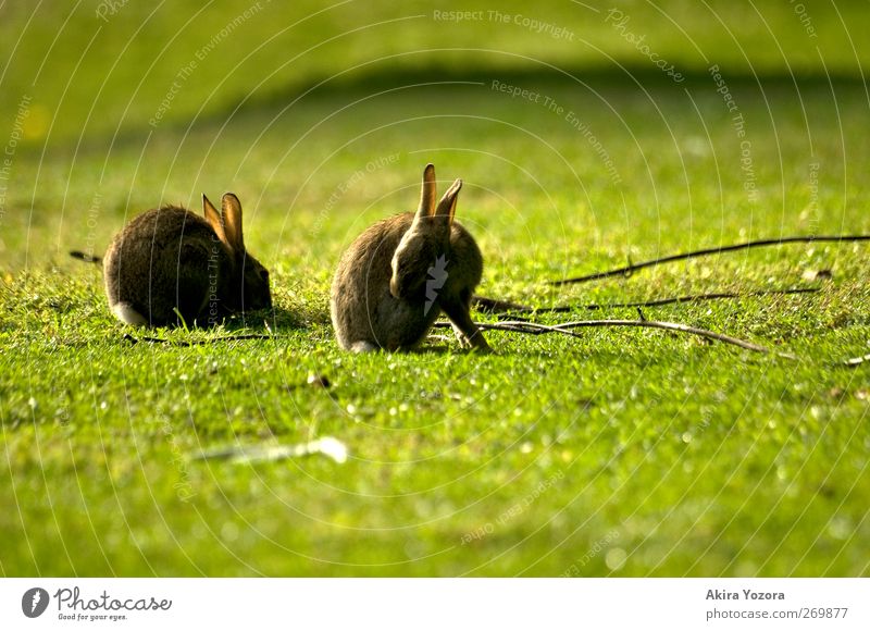 Frühjahrsputz Natur Frühling Sommer Gras Wiese Tier Haustier Wildtier Hase & Kaninchen 2 Holz Fressen hocken Reinigen Zusammensein natürlich Sauberkeit braun
