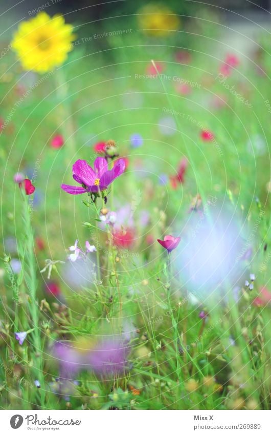 Blumenwiese Natur Pflanze Frühling Sommer Blüte Garten Wiese Blühend Duft mehrfarbig violett Farbfoto Außenaufnahme Nahaufnahme Menschenleer