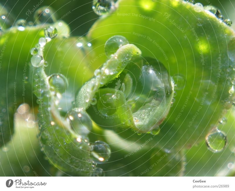Morgentau Reflexion & Spiegelung Pflanze grün nass feucht Natur Wasser Wassertropfen Seil Nahaufnahme Makroaufnahme Regen