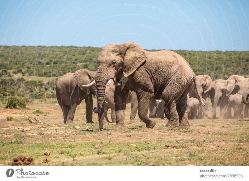 # 841 Elefant Koloss Herde Südafrika Nationalpark Schutz friedlich Natur Rüssel Säugetier bedrohlich aussterben Elfenbein groß Big 5 Sträucher Wasserstelle