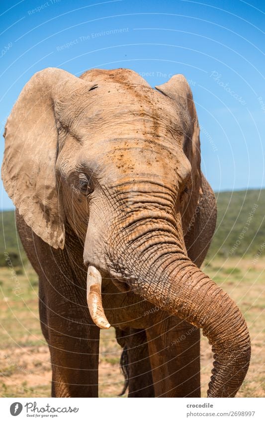 Elefant im addo elephant national park Rüssel Porträt Nationalpark Südafrika Stoßzähne Elfenbein Schlamm ruhig majestätisch wertvoll Safari Natur Außenaufnahme