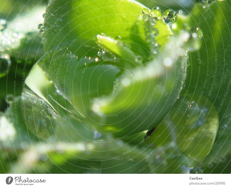 Wasserspiegel Reflexion & Spiegelung Pflanze grün Morgen nass feucht Natur Wassertropfen Seil Nahaufnahme Makroaufnahme Regen