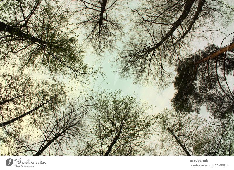 O_o Umwelt Natur Landschaft Baum Wald ästhetisch bizarr Ewigkeit gleich Hoffnung Horizont Idylle einzigartig Konzentration Kraft nachhaltig Stolz Überleben