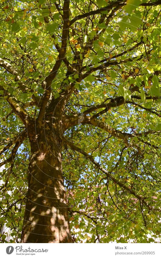 Sonnenflecken Natur Himmel Sommer Schönes Wetter Baum Blatt hoch grün Ast Zweig Baumstamm Farbfoto mehrfarbig Außenaufnahme Menschenleer Sonnenlicht