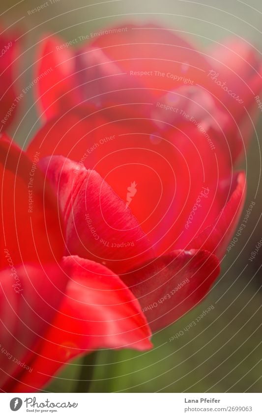 Nahaufnahme der isolierten Tulpenblüte Natur Landschaft Pflanze Sonne Frühling Blume Garten Park Leidenschaft rot Überstrahlung Blüte Hintergrundbild