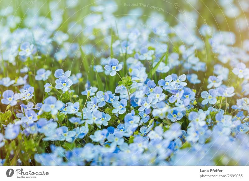 Feld mit frischen Morgenblumen im Frühjahr Sommer Garten natürlich blau grün Gefühle Leidenschaft Gelassenheit Überstrahlung Postkarte Wiesenblume filigran