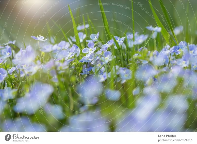 Feld mit frischen Morgenblumen im Frühjahr Duft Geburtstag Natur Landschaft Pflanze Frühling Blume Gras Park Wiese Wachstum klein blau grün Postkarte