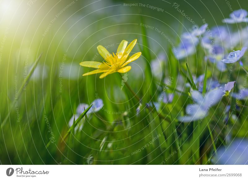 Feld mit frischen Morgenblumen im Frühjahr Natur Landschaft Pflanze Blume Gras Garten Park Optimismus Geborgenheit Sympathie Romantik Gelassenheit Postkarte