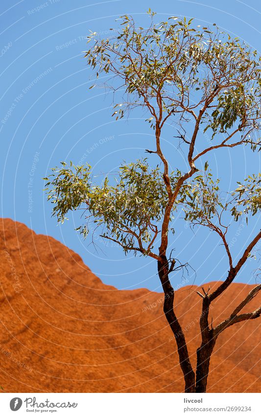 uluru XIII, australien Leben Ferien & Urlaub & Reisen Tourismus Ausflug Abenteuer Sonne Natur Landschaft Pflanze Tier Sand Wolken Frühling Baum Gras Park Hügel