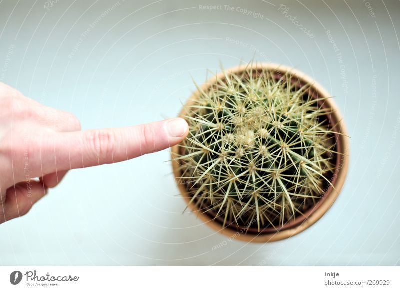 Berührungspunkte Freizeit & Hobby Leben Finger Kaktus berühren rund Spitze stachelig achtsam Vorsicht Neugier Interesse Schüchternheit Respekt Risiko