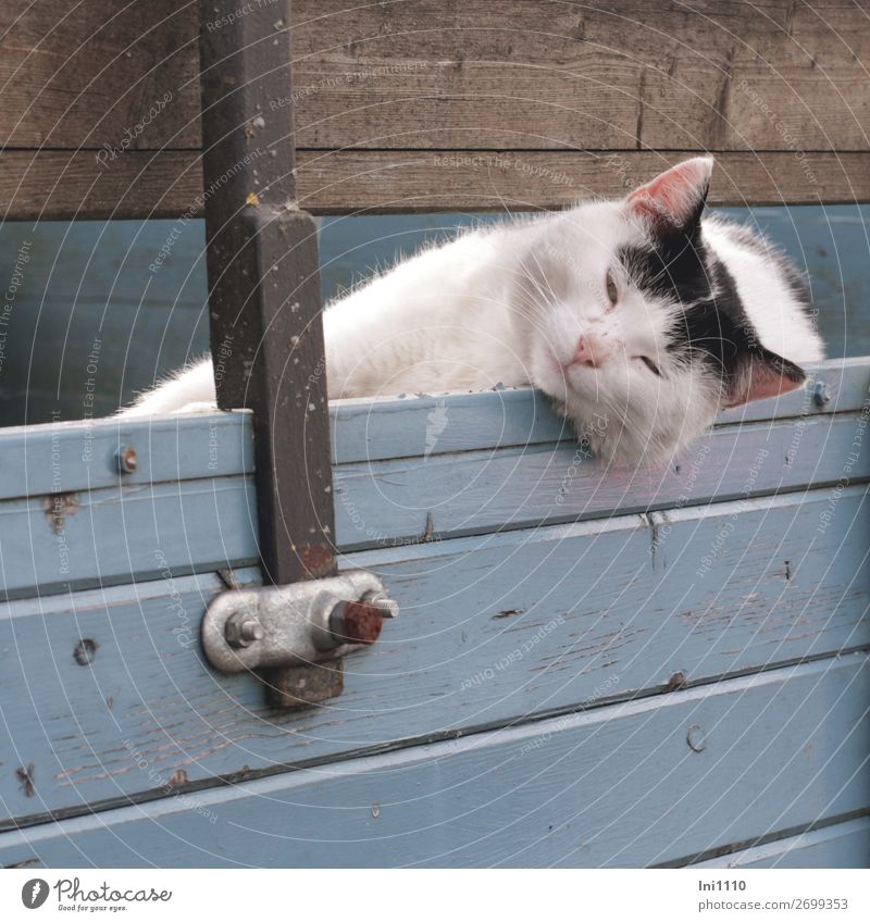 Katze, schwarz weiß 1 Tier Holz Metall blau braun grau rosa silber Hauskatze Kuscheln Wohlgefühl faulenzen Schnurren Schwarzweißfoto betteln Streicheln liegen