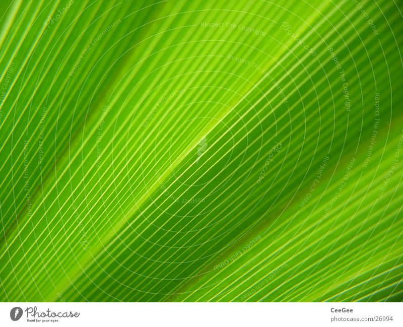 linear Blatt Pflanze Blume grün Stil Natur Makroaufnahme Nahaufnahme Linie Strukturen & Formen Pflanzenfaser Blattfaser