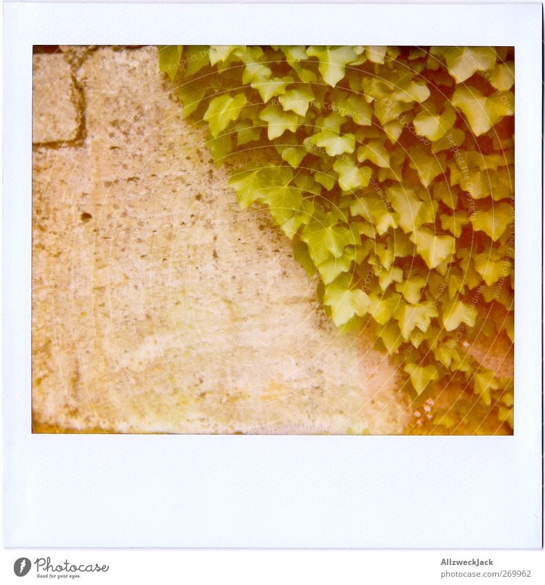 50\50 Pflanze Efeu Mauer Wand grau grün Gegenteil Natur Rankelpflanze Blatt Fassade Farbfoto Außenaufnahme Detailaufnahme Polaroid Menschenleer