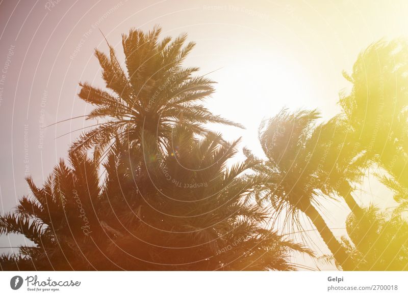 Wüstenort mit Palmen im Südosten Spaniens exotisch schön Ferien & Urlaub & Reisen Sommer Sonne Insel Berge u. Gebirge Haus Garten Natur Landschaft Pflanze