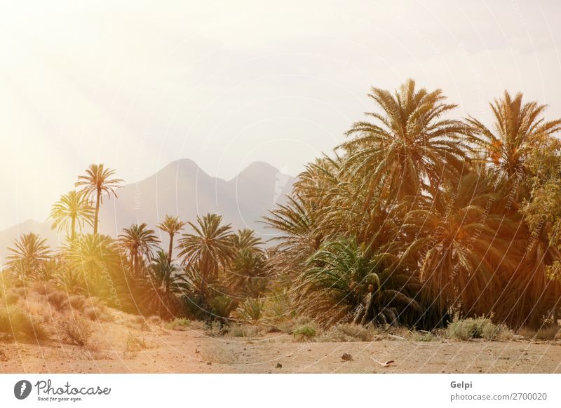 Wüstenort mit Palmen im Südosten Spaniens exotisch schön Ferien & Urlaub & Reisen Sommer Sonne Insel Berge u. Gebirge Haus Garten Natur Landschaft Pflanze