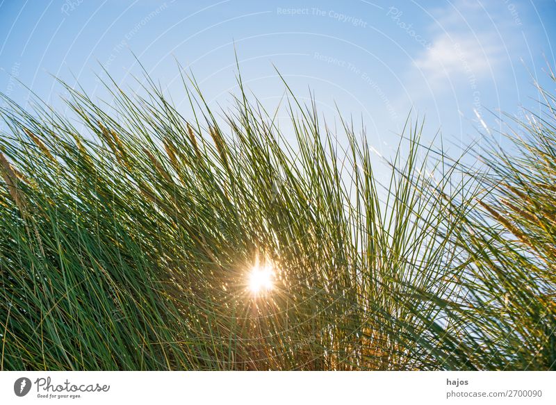 Strandhafer im Gegenlciht Sommer Pflanze Sand Grünpflanze Wildpflanze blau grün Gegenlicht Himmel Ostsee Flora Polen leuchtend Sonne Sonnenstrahlen schön Urlaub