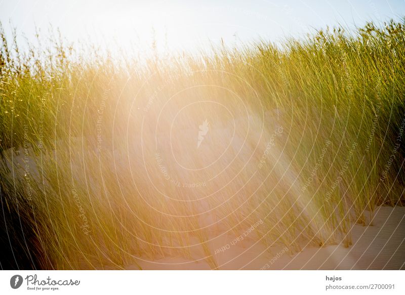 Strandhafer an der Ostsee im Gegenlicht Sommer Pflanze Sand Gras grün weiß Sonnenstrahlen hell Strahlen Flora Polen Farbfoto Außenaufnahme Nahaufnahme Tag Licht