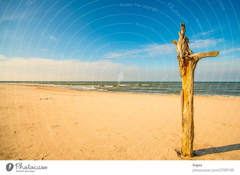 einsamer Strand der Ostsee Ferien & Urlaub & Reisen Sommer Natur Sand Himmel Wolken blau braun mehrfarbig Idylle Meer Ostseestrand leer Paradis Baum weit breit