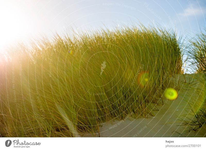 Strandhafer im Gegenlciht Sommer Pflanze Sand blau grün Ostsee Polen Gegenlicht Sonne Reflexion Himmel Flora Farbfoto Nahaufnahme Tag Reflexion & Spiegelung