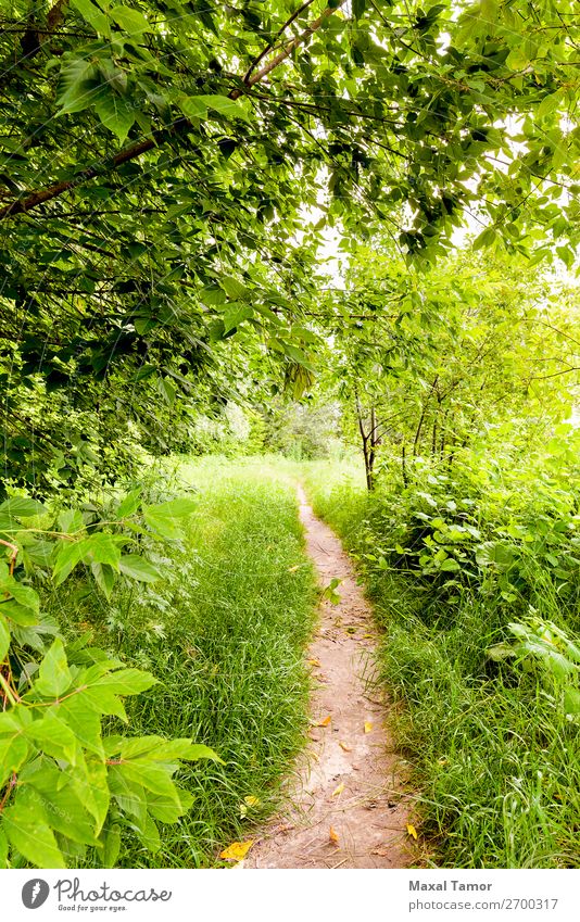 Ein Spaziergang im Wald Kräuter & Gewürze Sommer Sonne Umwelt Natur Landschaft Pflanze Wolken Baum Blatt Park See Wege & Pfade natürlich grün Hintergrund Buchse