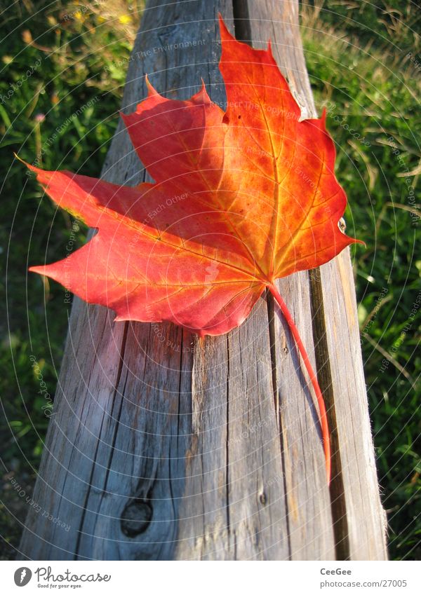 Herbstblatt Blatt rot Wiese Licht verdeckt Holz Gras grün Pflanze Farbe Makroaufnahme Nahaufnahme Sonne Landschaft Schatten Balken verrückt liegen